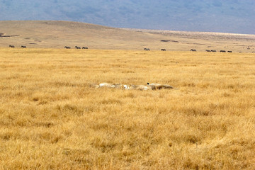 African savanna