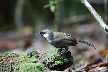 Black-throated laughingthrush (Garrulax chinensis) in Khao Yai National Park, Thailand