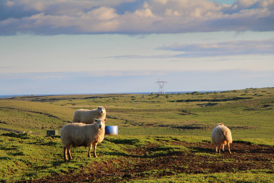 Schafweide auf Island