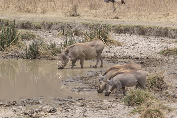 Warthog (Phacochoerus africanus)