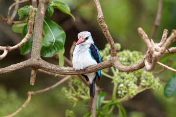 Woodland kingfisher (Halcyon senegalensis)