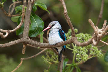 Woodland kingfisher (Halcyon senegalensis)