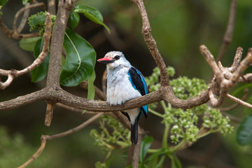 Woodland kingfisher (Halcyon senegalensis)