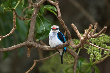 Woodland kingfisher (Halcyon senegalensis)