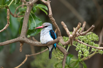 Woodland kingfisher (Halcyon senegalensis)