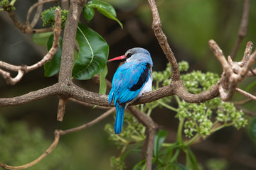 Woodland kingfisher (Halcyon senegalensis)