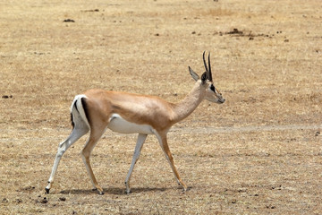 Grant's gazelle (Gazella granti)
