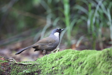 Black-throated laughingthrush (Garrulax chinensis) in Khao Yai National Park, Thailand