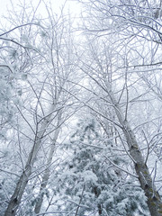 winter landscape forest in snow frost