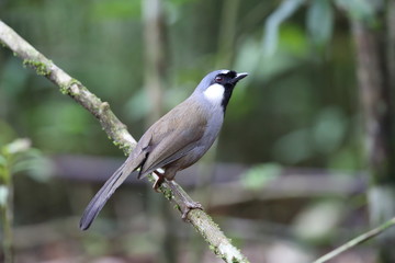 Black-throated laughingthrush (Garrulax chinensis) in Khao Yai National Park, Thailand