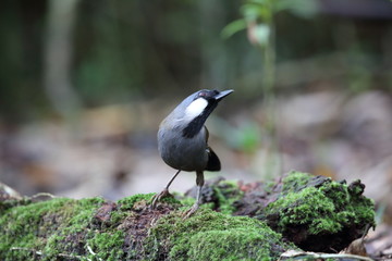 Black-throated laughingthrush (Garrulax chinensis) in Khao Yai National Park, Thailand