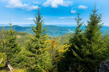 Tannenwälder am Grand Brezouard in den Vogesen