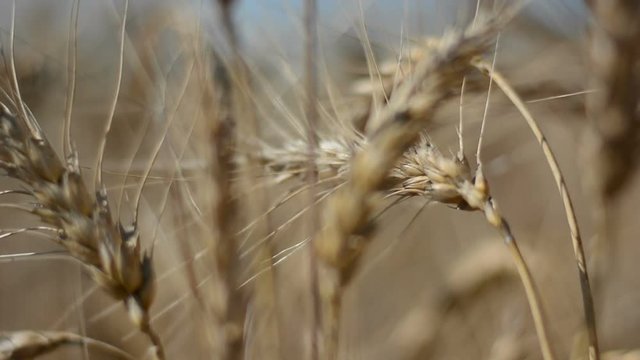 Wheat Field Caressed by Wind Crane Shot NAture Background Health Concept HD