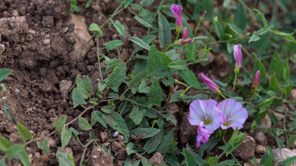 Dark pink wildflower