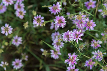 Dark pink wildflowers close up