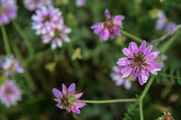 Dark pink flowers close up