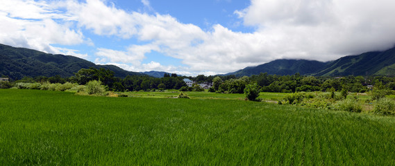 Panoramic landscape of Rice field with rice plants growing in Japan