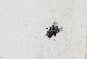 Closeup of Housefly on the white floor