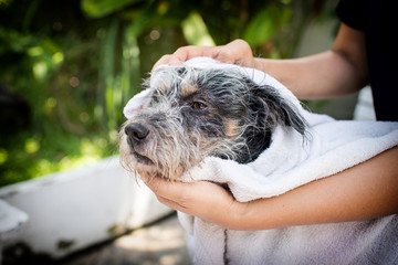 Fototapeta premium cute dog is combing by male groomer