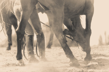 Fototapeta premium Closeup sepia photo of dark horse legs running