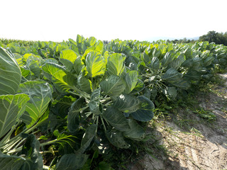 Field with spicy Brussels sprouts