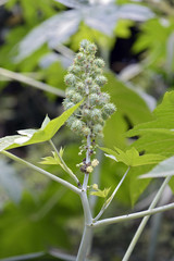 Castor-oil plant with fruits