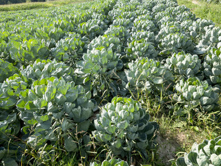 Field with spicy Brussels sprouts