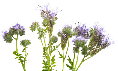 Phacelia tanacetifolia - honey plant for bees