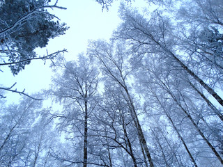 winter landscape forest in snow frost