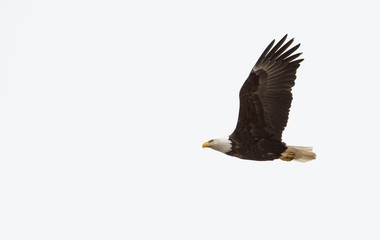 Bald eagle