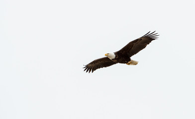 Bald eagle