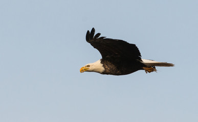 Bald eagle