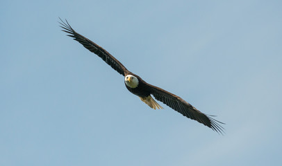 Bald eagle