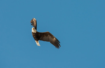 Bald eagle