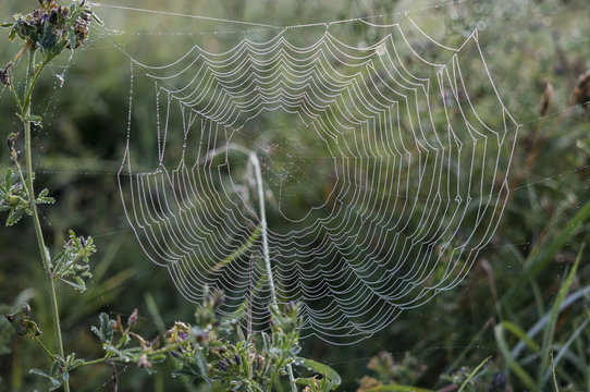 copweb