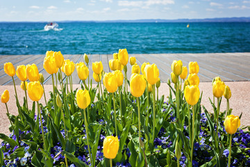 Yellow tulips near lake