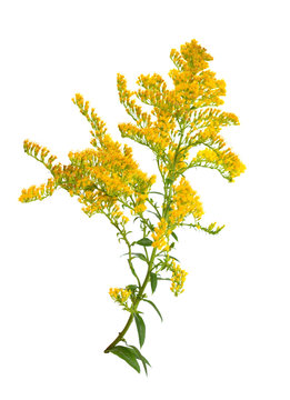 Solidago, commonly called goldenrods. Isolated.