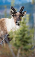 Woodland Caribou