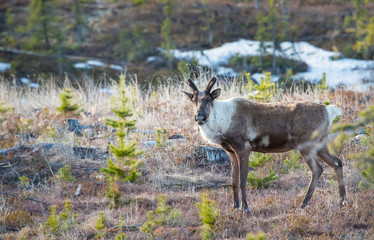 Woodland Caribou