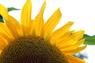 Obraz premium Sonnenblume im Garten