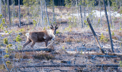 Woodland Caribou