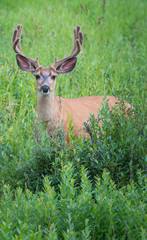 Deer