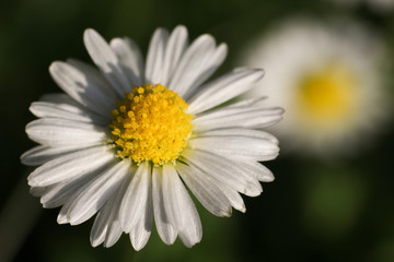 G&auml;nsebl&uuml;mchen macro