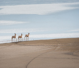 Deer