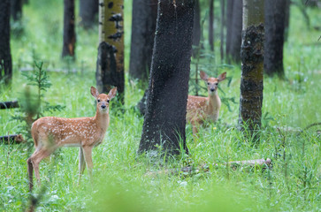 Deer