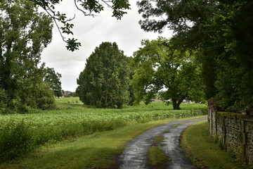 Fototapeta na wymiar Chemin ombragé longeant la propriété du château de Champagne ,au Périgord vert 
