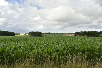 Obraz premium Champs de maïs sous l'ombre des nuages ,près de Champagne ,au Périgord Vert