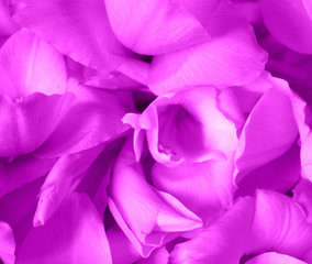 Pink  flowers and buds of gladiolus close up isolated. Floral background. A gentle, romantic composition. Congratulations, postcard.Valentine's day, mother's day.Macro .Soft focus 