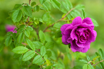 Pink roses with buds on a background of a green bush. Beautiful pink rose in the summer garden.