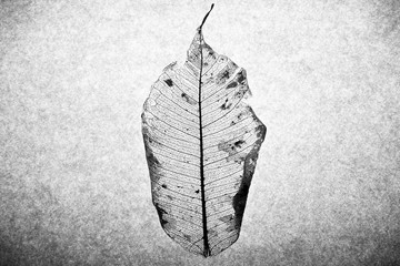 Abgefressenes Blatt Skelett